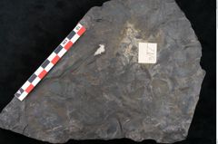 Foto (Detailansicht) von Cupanites novae zeelandiae Ettingshausen (NHMW-GEO-2024-0188-10248)